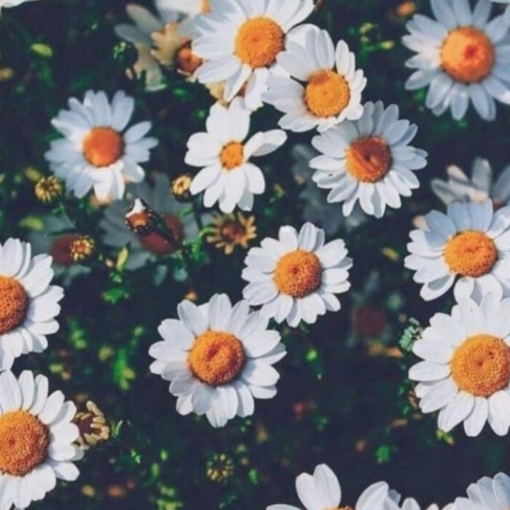 Meet your Posher, Amaya